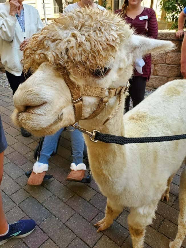 Alpaca-Visit-2022-15