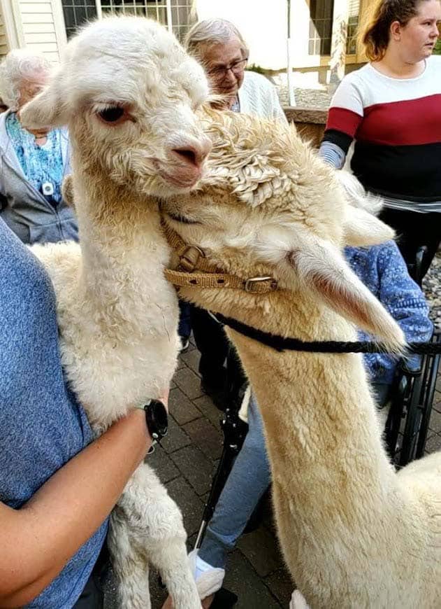 Alpaca-Visit-2022-16