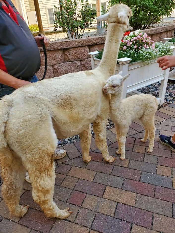 Alpaca-Visit-2022-2