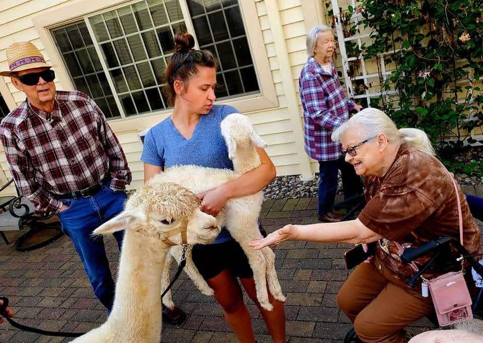 Alpaca-Visit-2022-7